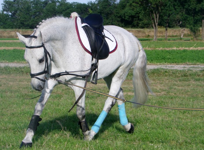 Photo de profil de allyzouille