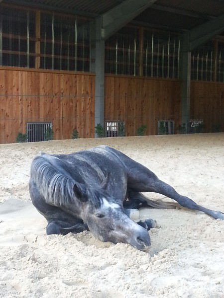 Photo de profil de alwaylovehorse