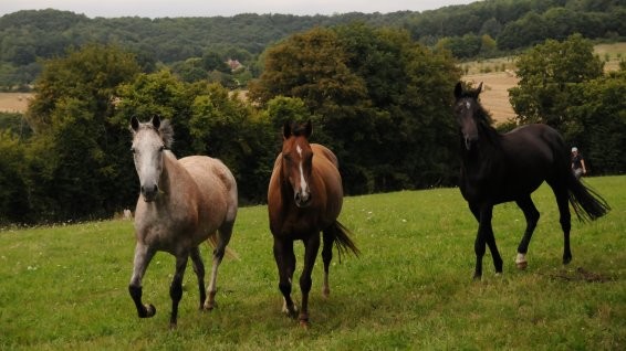 Photo de profil de amourhorse