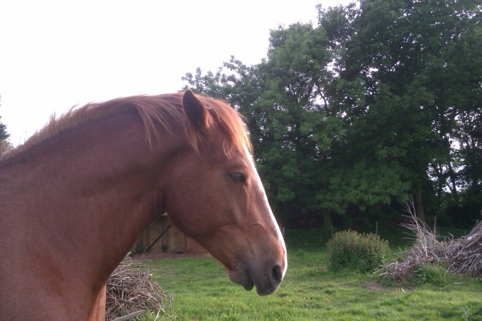 Photo de profil de c1poney