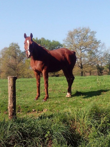 Photo de profil de charsa