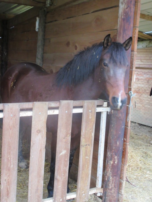 Photo de profil de cheval.33