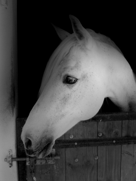 Photo de profil de cheval_life
