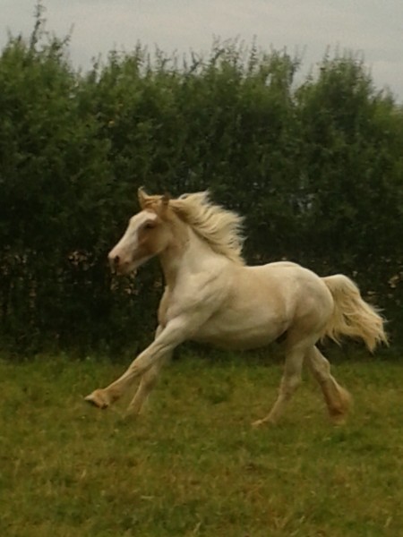 Photo de profil de chevaltrait