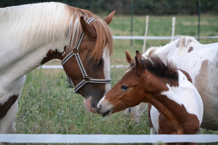 Photo de profil de cheyeco
