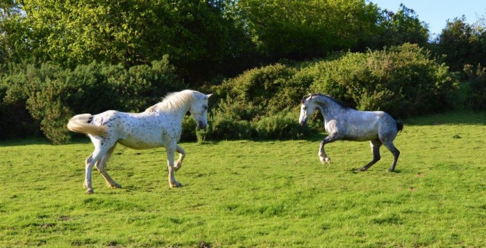 Photo de profil de didinele