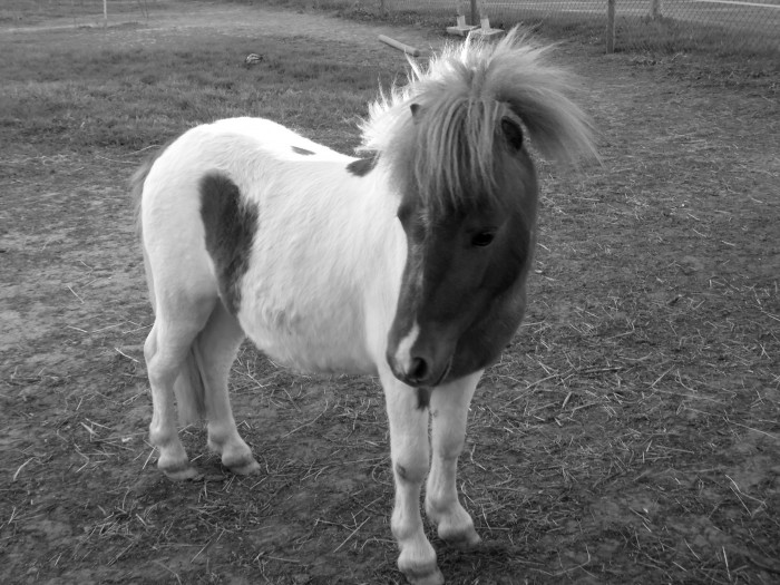 Photo de profil de domino50