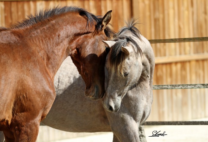 Photo de profil de eden_horses