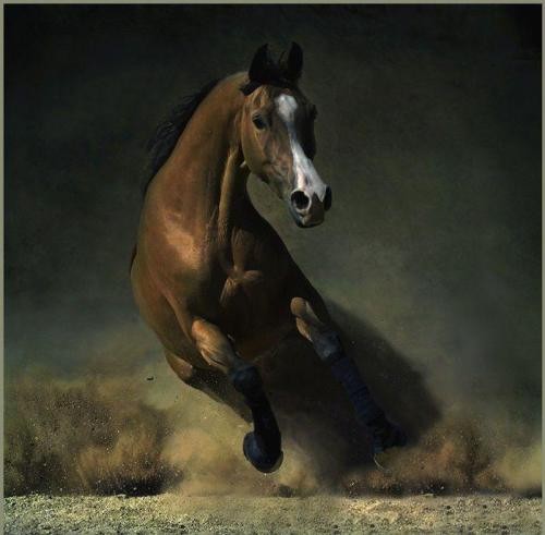 Photo de profil de emmiehorse