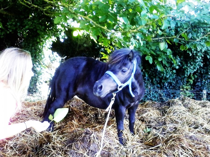 Photo de profil de enjoyequithorse