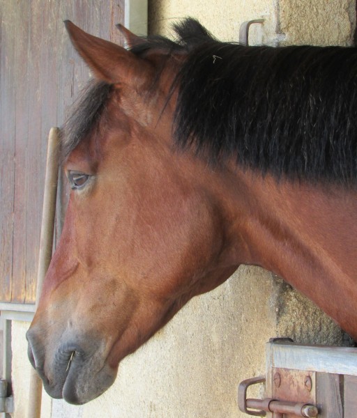 Photo de profil de heliia
