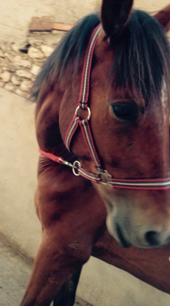 Photo de profil de horseetco