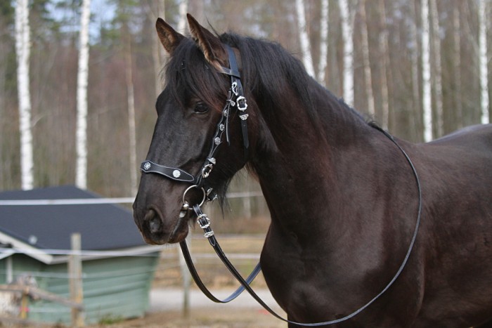 Photo de profil de horsesclub