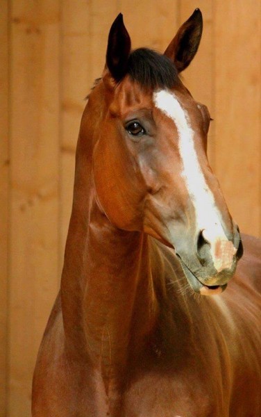 Photo de profil de horsetouch