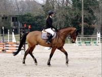 Bottes parlanti avis online