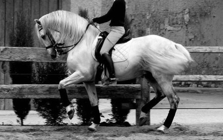 Photo de profil de iberhorses