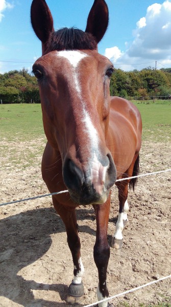 Photo de profil de jockeydu94