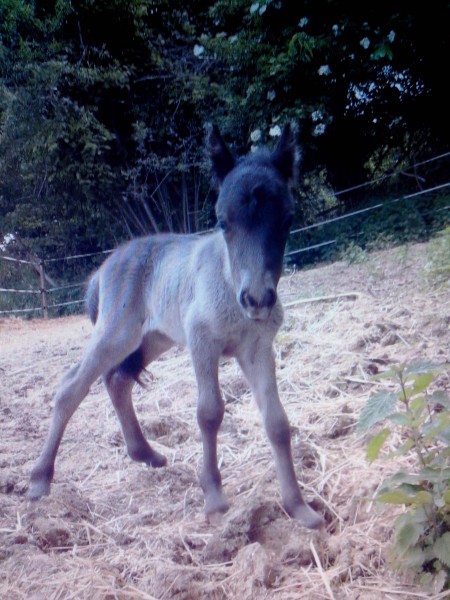 Photo de profil de jujuequitation