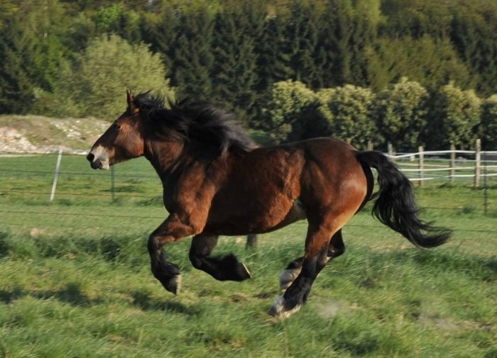 Photo de profil de jujuhorse