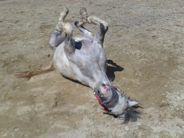 Photo de profil de komo39