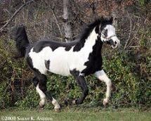 Photo de profil de laouna