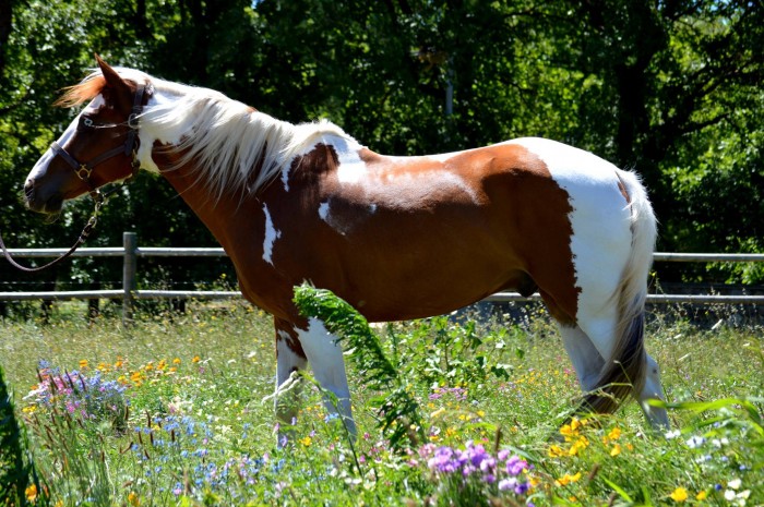 Photo de profil de lapationnata