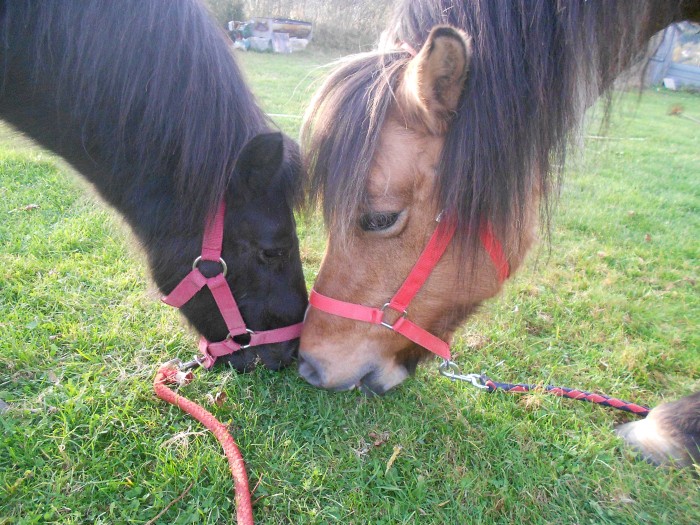 Photo de profil de laulauhorse