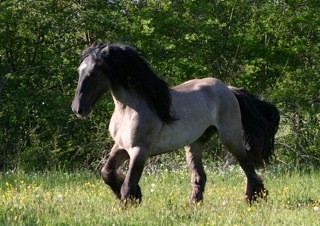 Photo de profil de lessapins