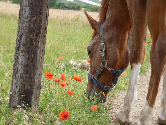 Photo de profil de limbecile