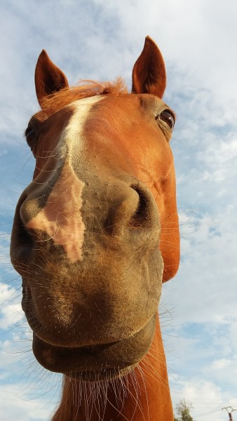Photo de profil de marmotine