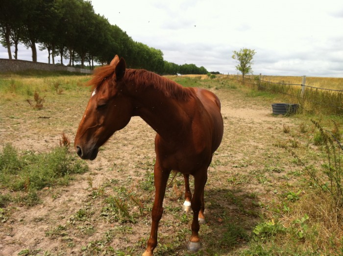 Photo de profil de maxequitation