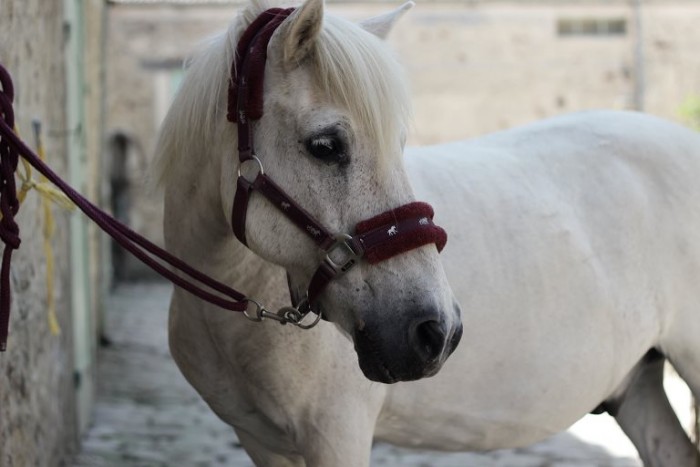 Photo de profil de mel0violet