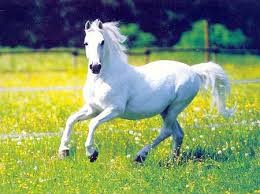 Photo de profil de mlle.horse