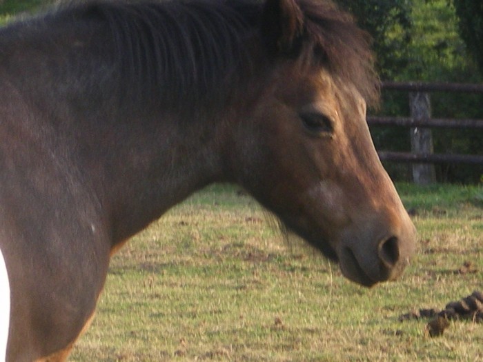 Photo de profil de morganemareau