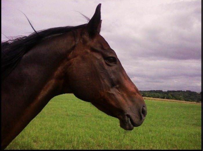 Photo de profil de nicedarc