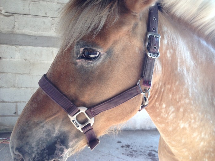 Photo de profil de oriondiabolo