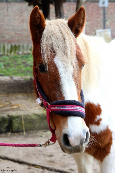 Photo de profil de paodiva