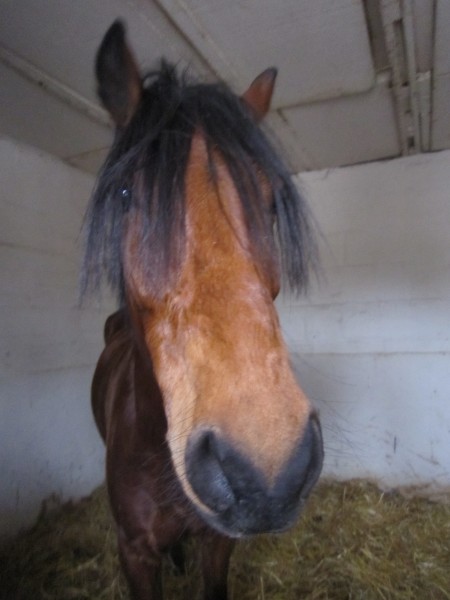 Photo de profil de passioncheval2