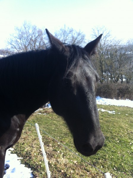 Photo de profil de patyhorse