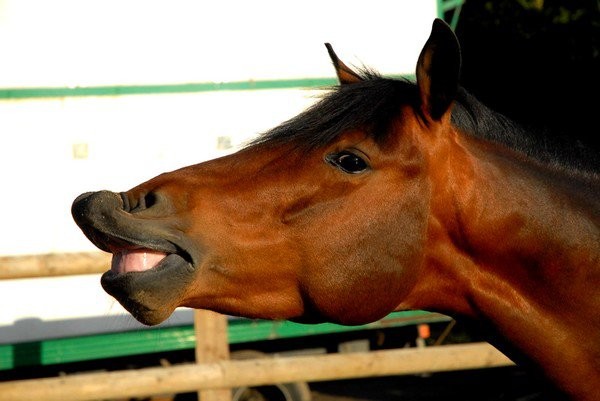 Photo de profil de phosphore