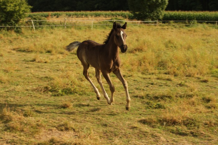 Photo de profil de pipium