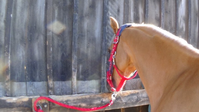 Photo de profil de poney_forever