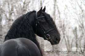 Photo de profil de pouliche.z