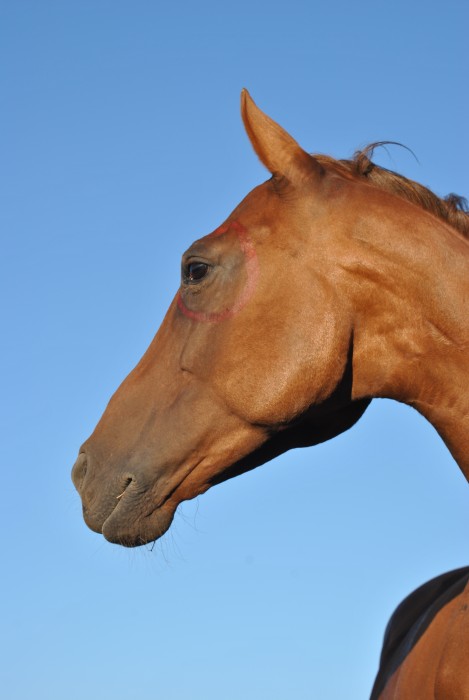Photo de profil de rideale