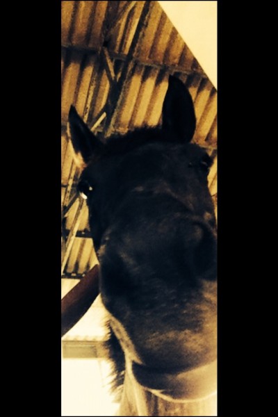 Photo de profil de sasa_chevaux