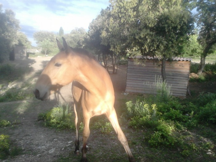 Photo de profil de serradissimo