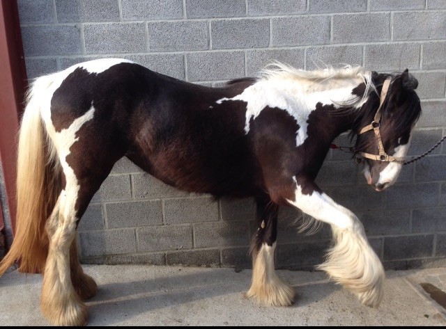 Photo de profil de syllambert