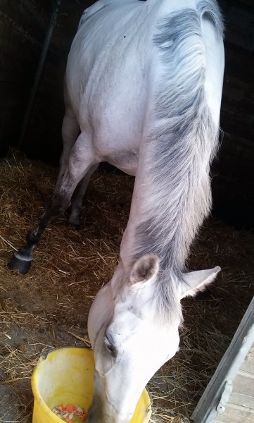 Photo de profil de thehaflinger