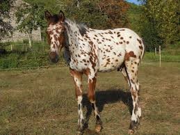 Photo de profil de zazalol