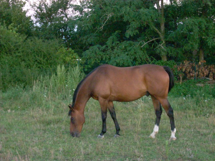 Photo de profil de agathehorse